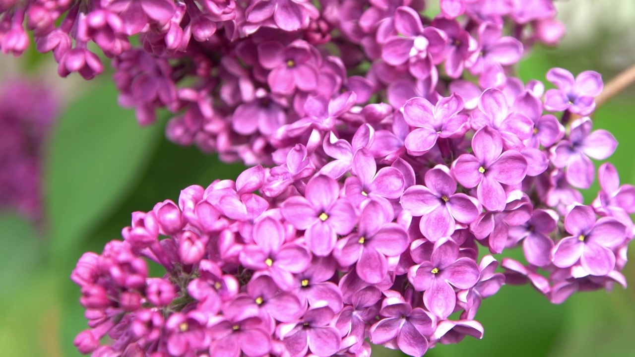 丁香花枝。花的背景，自然的春天。盛开的丁香花。春天的颜色。花瓣。植物区系。审美情绪。视频素材