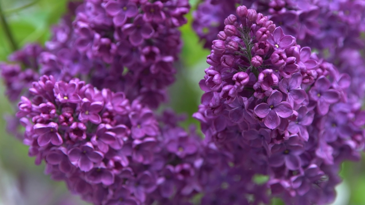 丁香花枝。花的背景，自然的春天。盛开的丁香花。春天的颜色。花瓣。植物区系。审美情绪。视频素材