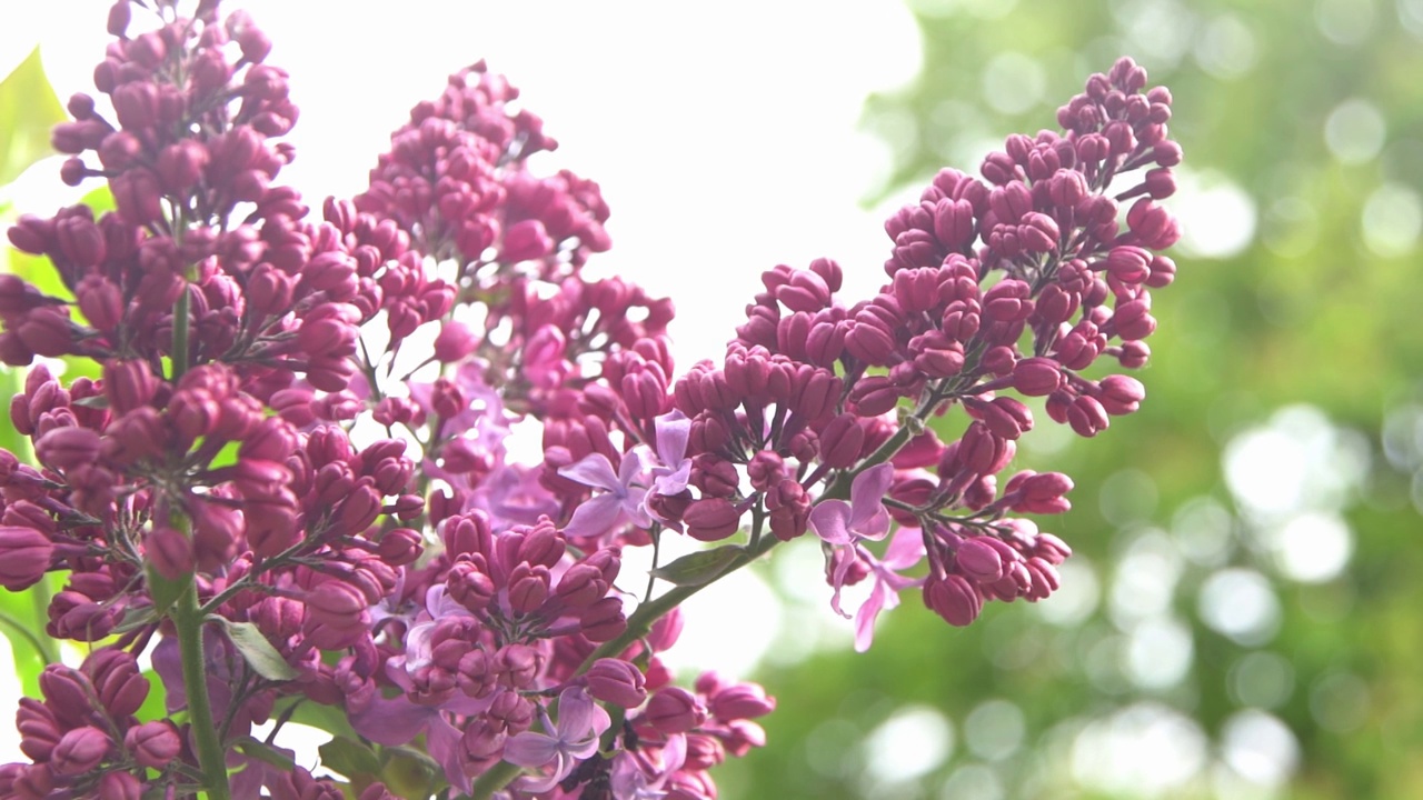 丁香花枝。花的背景，自然的春天。盛开的丁香花。春天的颜色。花瓣。植物区系。审美情绪。视频素材