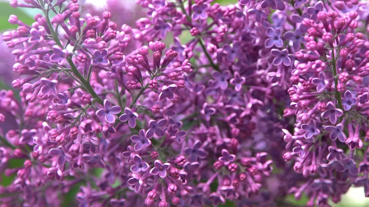 丁香花枝。花的背景，自然的春天。盛开的丁香花。春天的颜色。花瓣。植物区系。审美情绪。视频素材