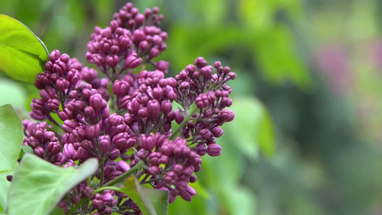 丁香花枝。花的背景，自然的春天。盛开的丁香花。春天的颜色。花瓣。植物区系。审美情绪。视频素材