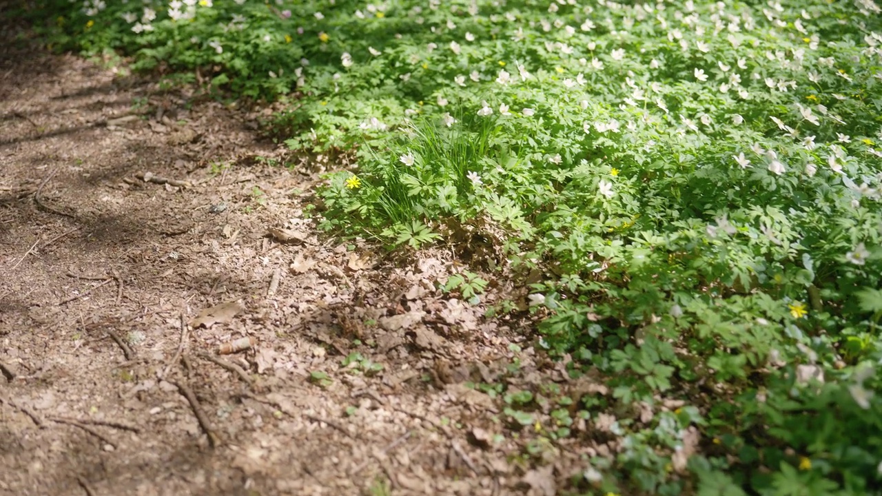 木海葵在开花，覆盖了森林里的地面视频素材