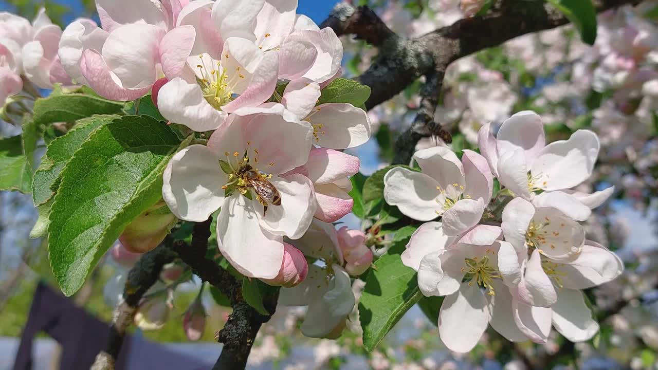 蜜蜂飞来给苹果树开花授粉，花近距离观看，慢动作视频素材