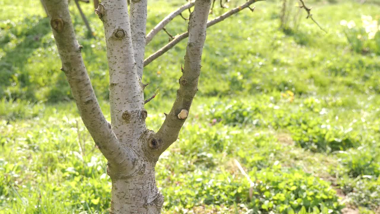 果树春季加工。使树干的树皮变白，以防止害虫。花园护理。视频素材