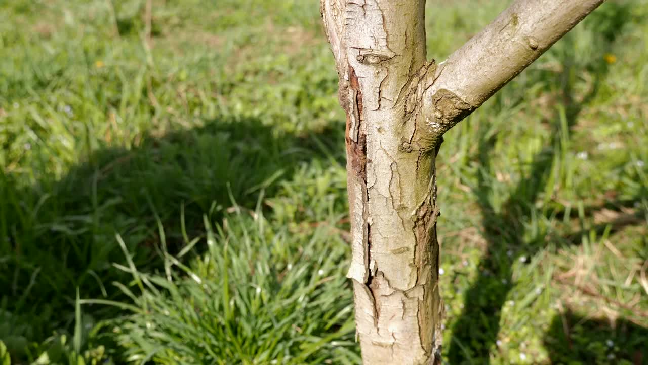 果树春季加工。使树干的树皮变白，以防止害虫。花园护理。视频素材