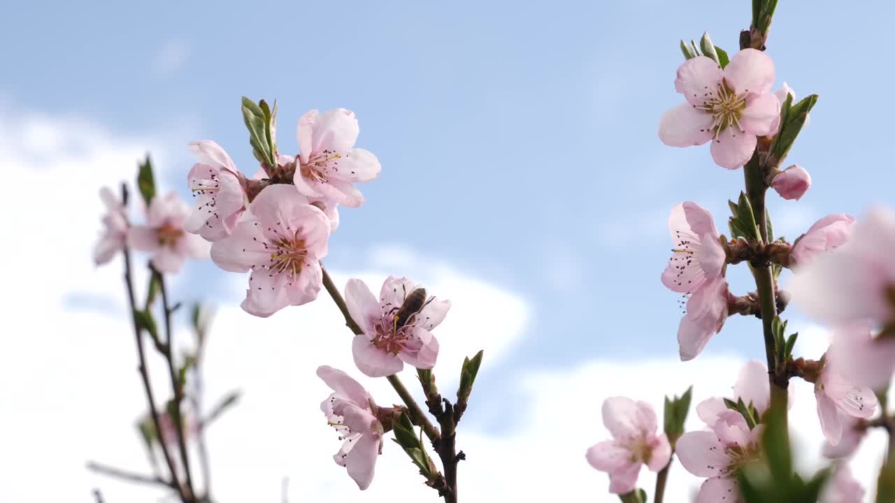 早春开花的杏树。园艺。花园护理。视频素材