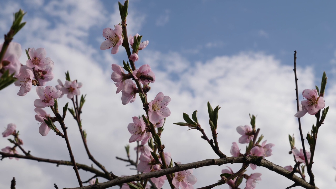 早春开花的杏树。园艺。花园护理。视频素材