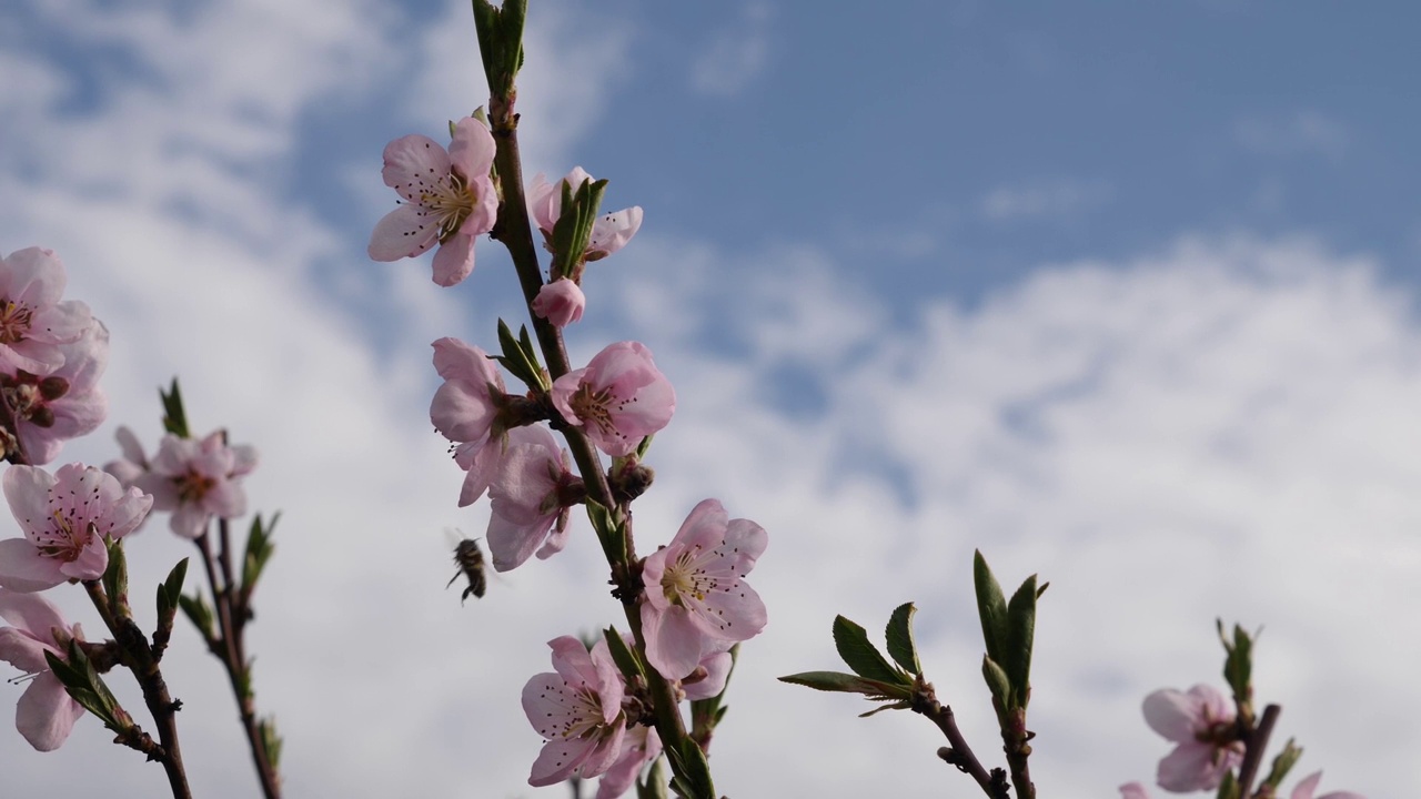 早春开花的杏树。园艺。花园护理。视频素材