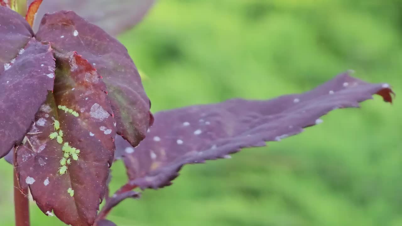 春天花园，玫瑰丛的绿叶上有蚜虫栖息的花蕾。害虫。视频素材