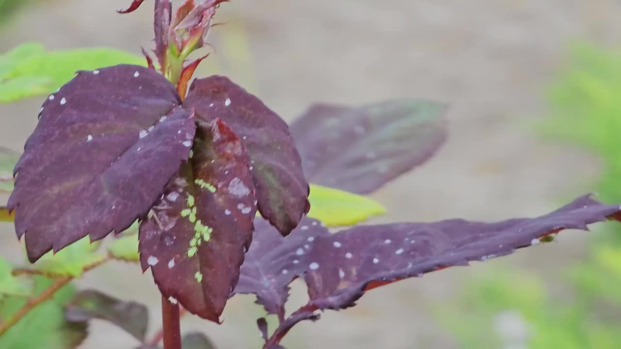 春天花园，玫瑰丛的绿叶上有蚜虫栖息的花蕾。害虫。视频素材