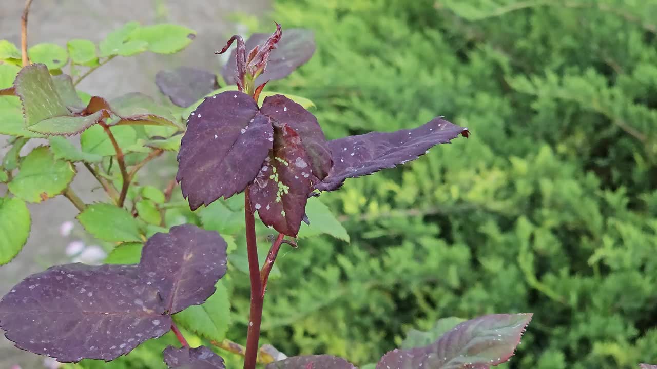 春天花园，玫瑰丛的绿叶上有蚜虫栖息的花蕾。害虫。视频素材