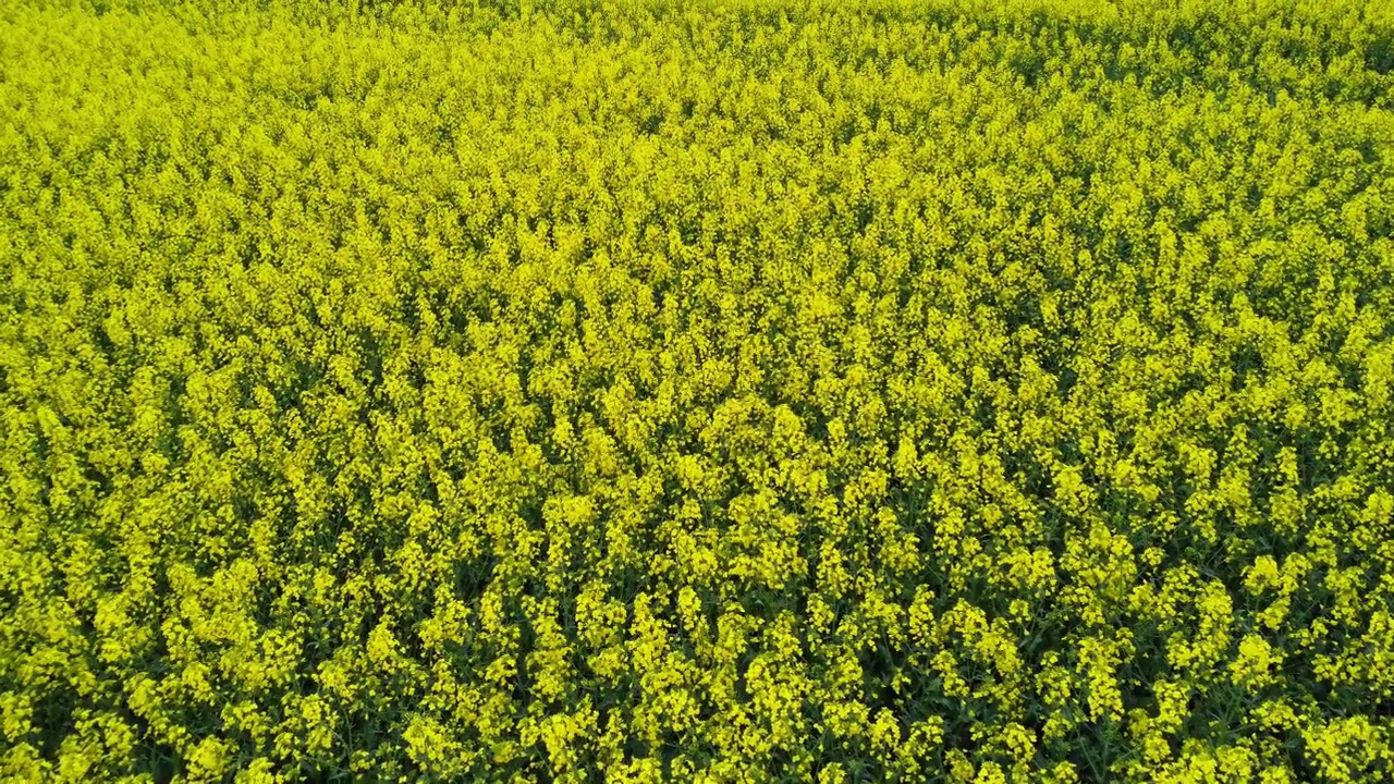 低空飞过一片盛开的黄色油菜地视频素材