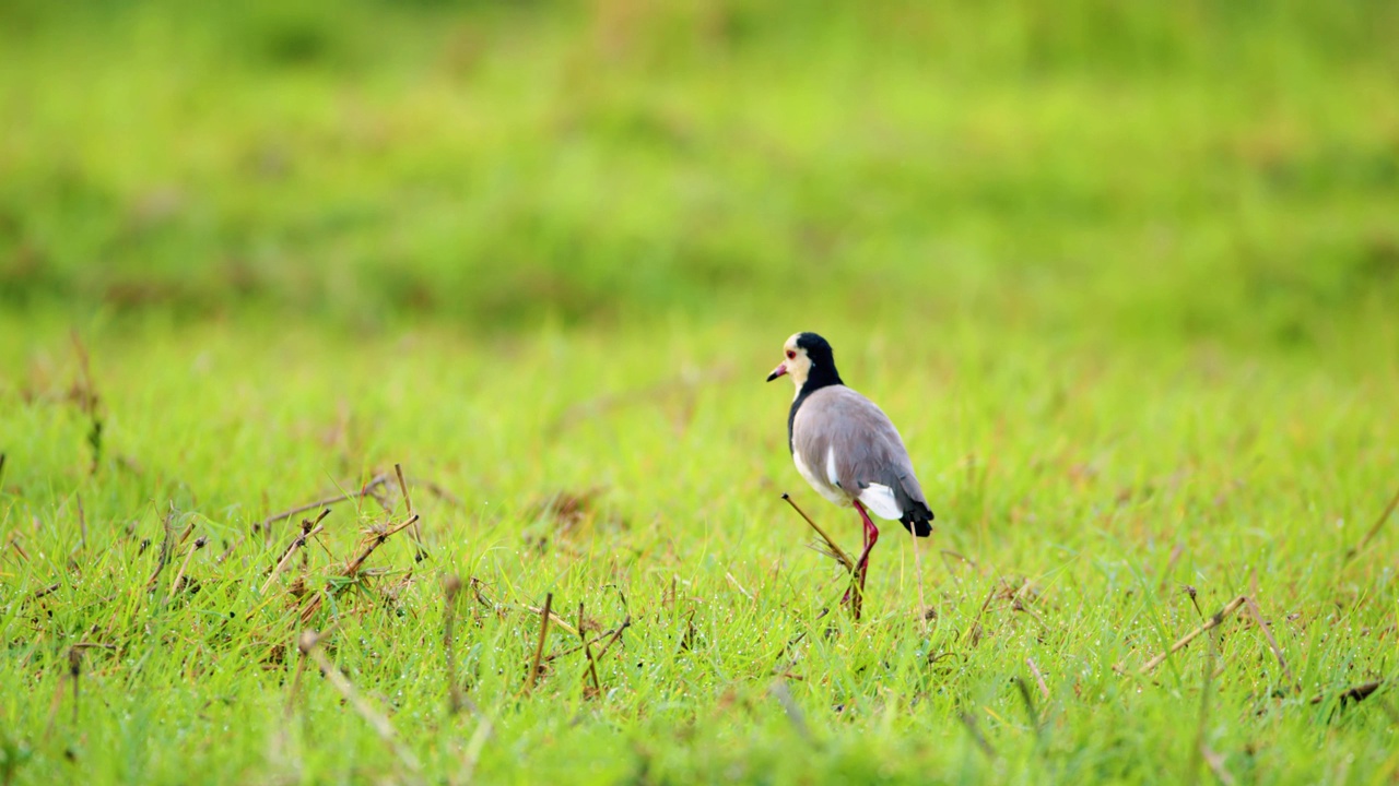 长趾田凫(Vanellus crassirostris)近照视频素材