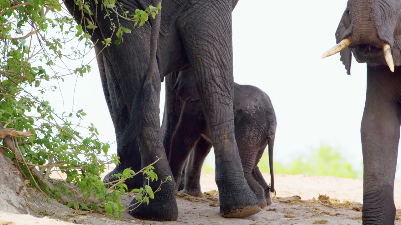 小象和象妈妈的镜头视频素材