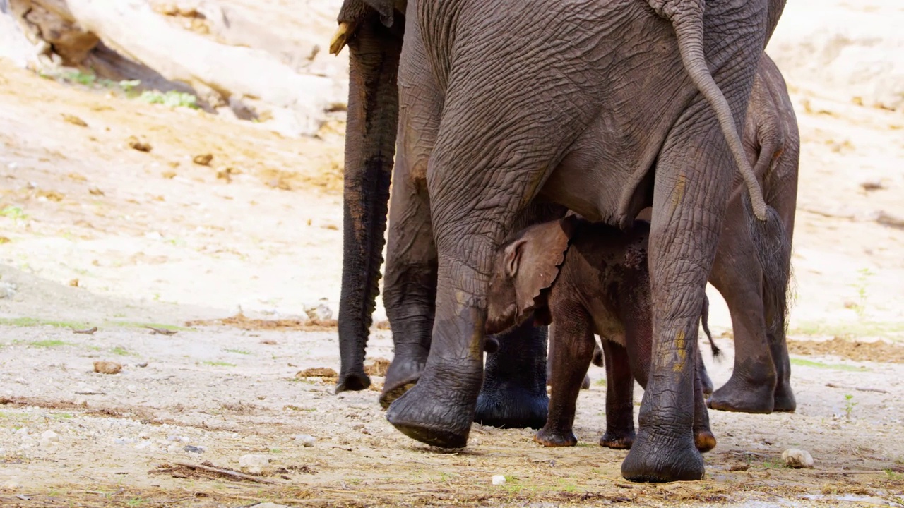 一只小象在喝完水后与家人和妈妈一起散步视频素材