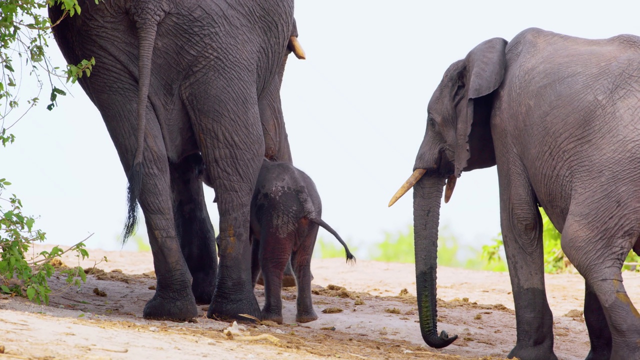 小象抱着母象。博茨瓦纳，南非视频素材