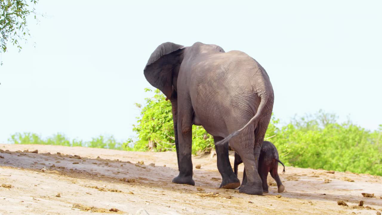 小象抱着母象视频素材