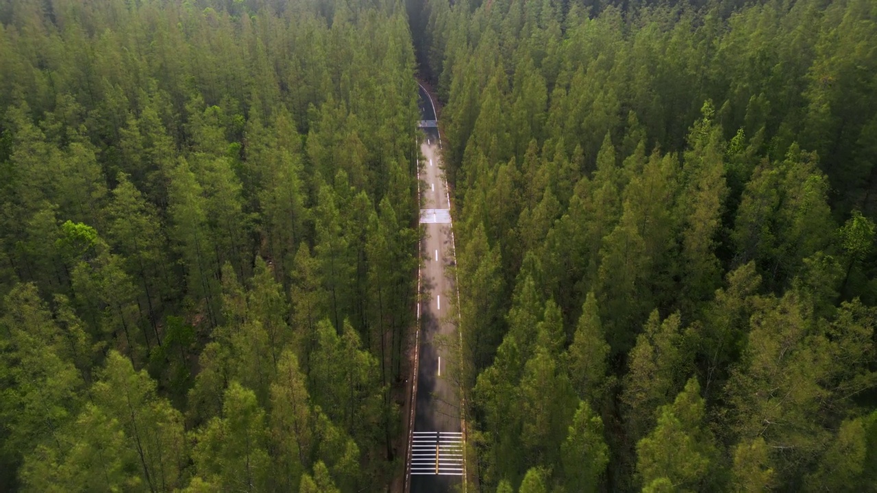 松树林中道路的鸟瞰图视频素材