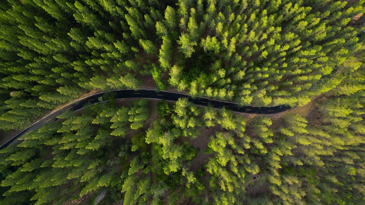 松树林中道路的鸟瞰图视频素材