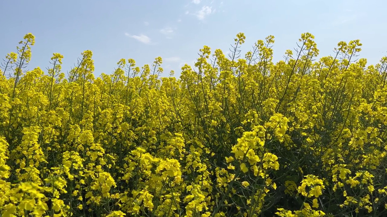 黄花油菜籽、油菜籽、油菜籽田开花。视频素材