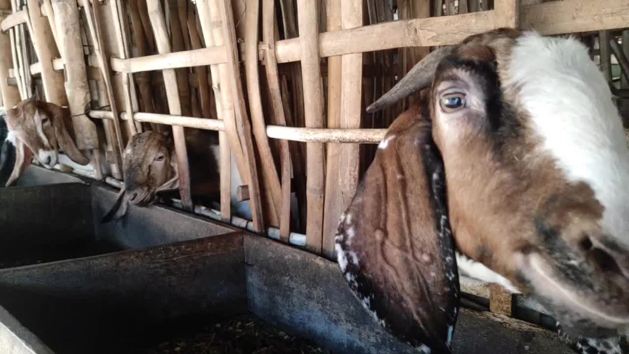 关在竹笼里的山羊或家山羊视频下载