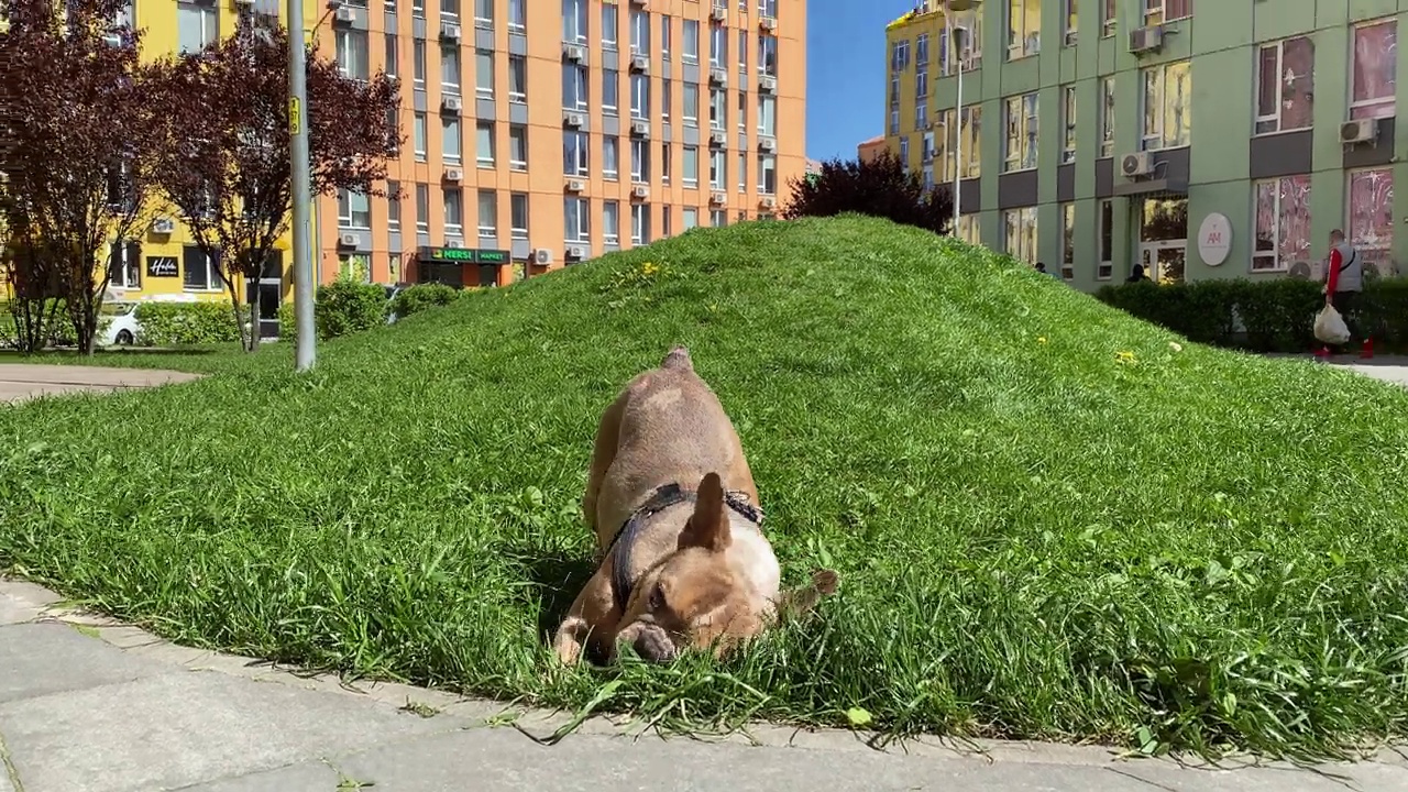 活跃的棕色法国斗牛犬在户外的绿色草坪上玩宠物玩具视频素材