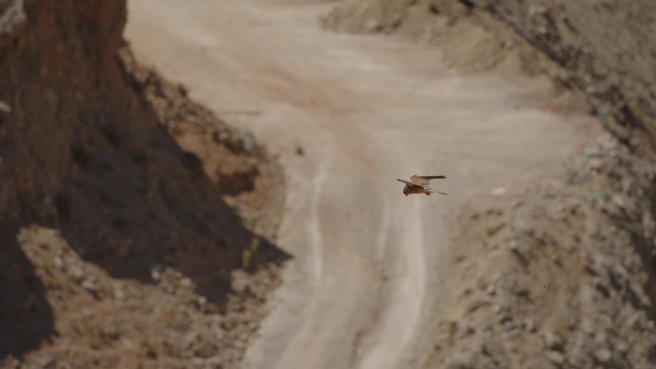 小红隼徘徊在干燥的米色峡谷和土路视频素材