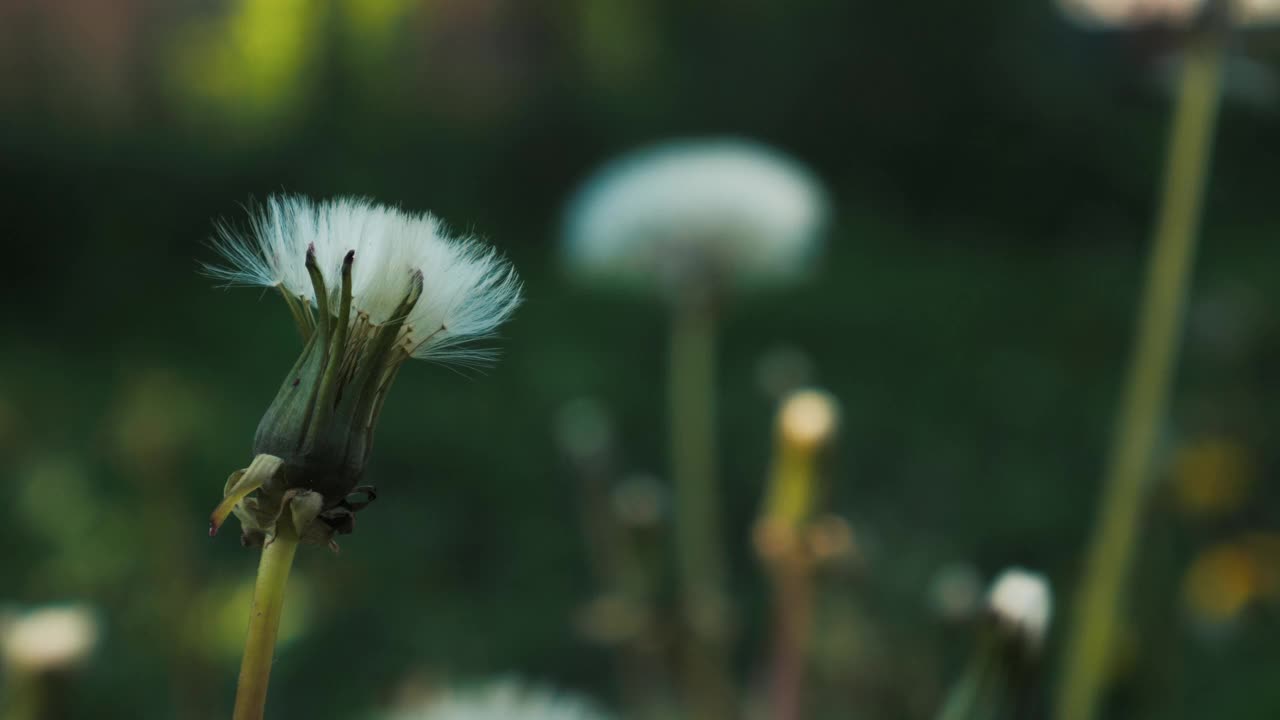 蒲公英的头视频下载