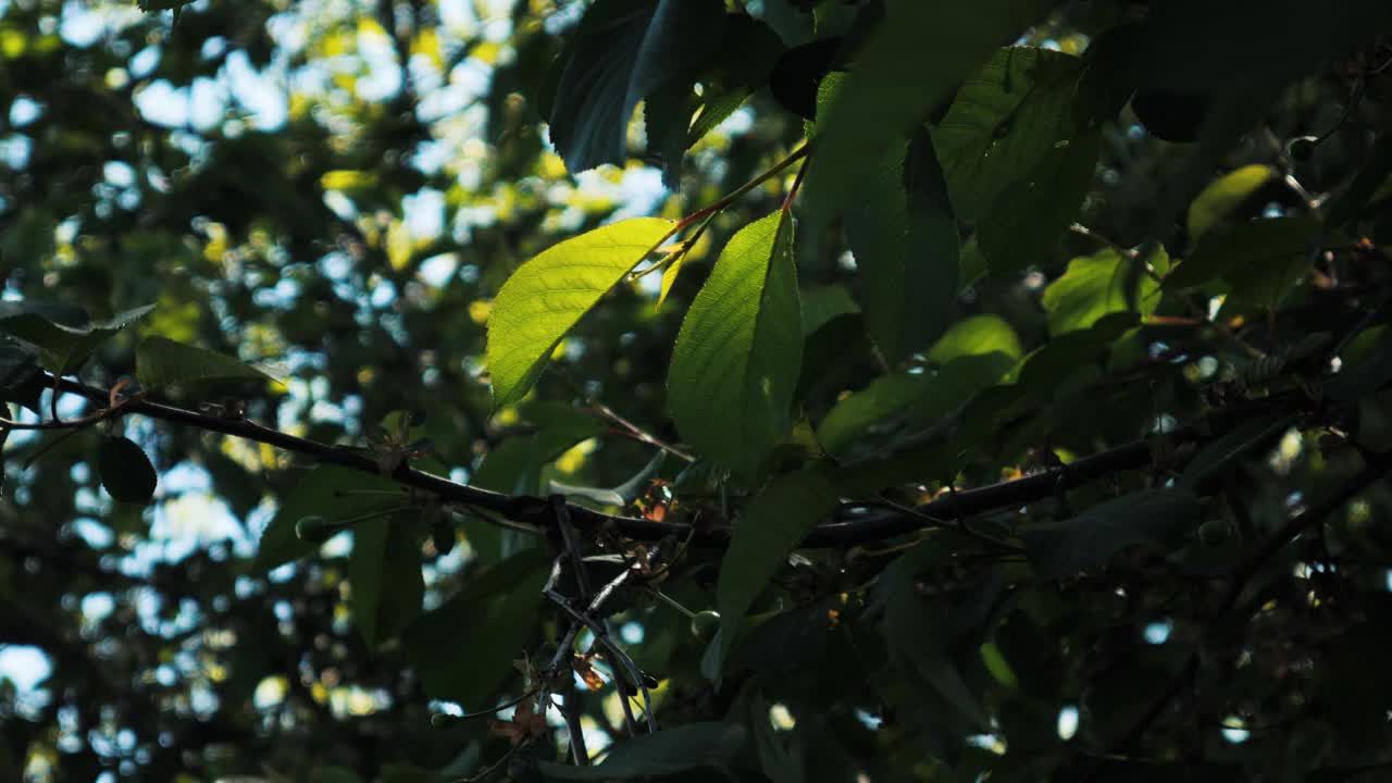 树枝上的樱桃叶视频下载