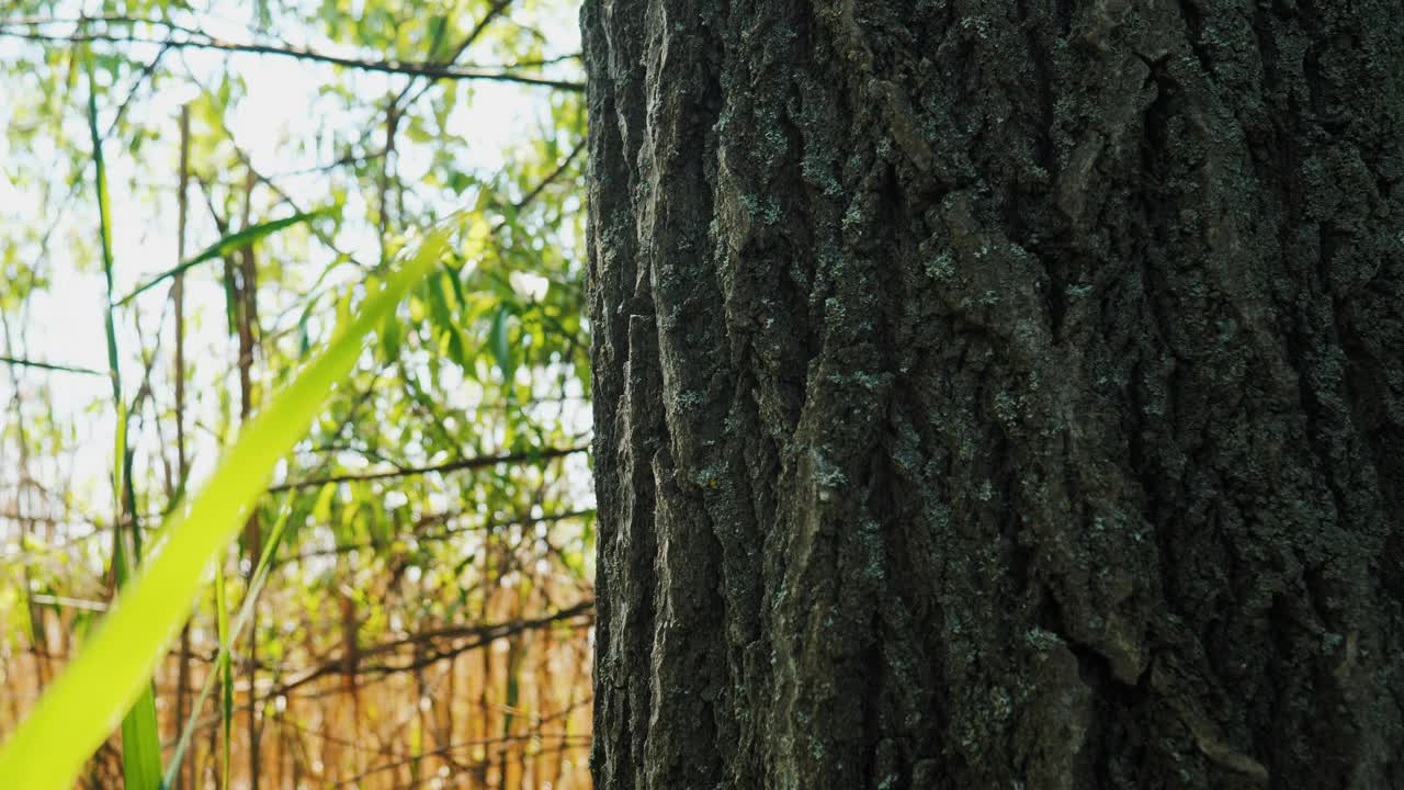 森林里的树干视频下载