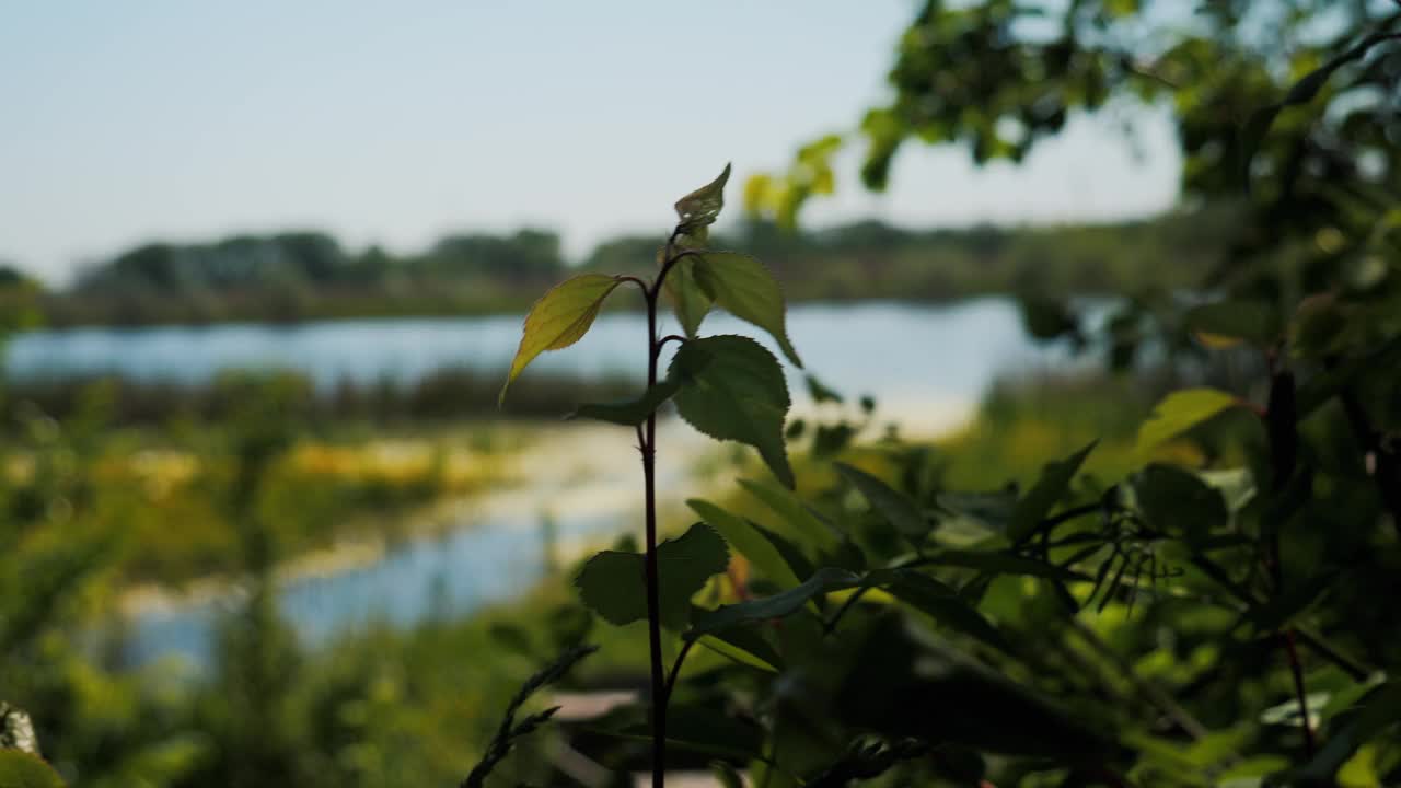 河边草地上的小树，视频下载