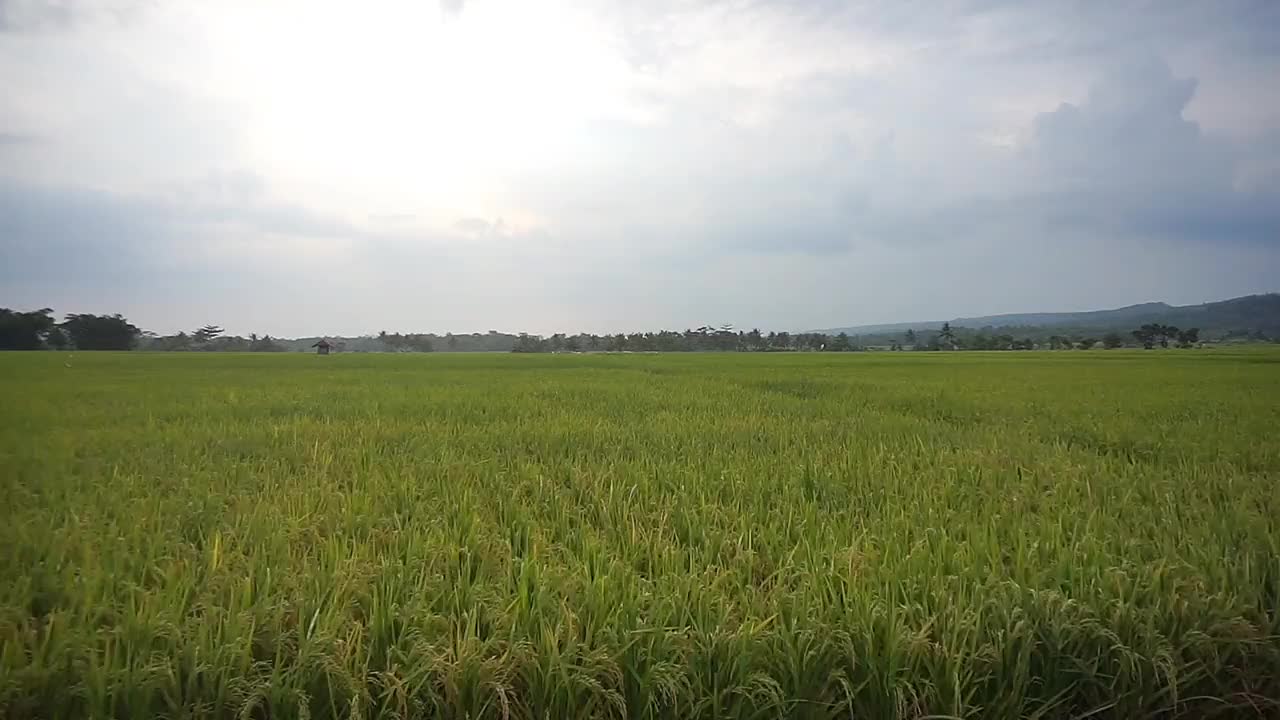 美丽的旅程，绿色的稻田与美丽的自然山景视频素材