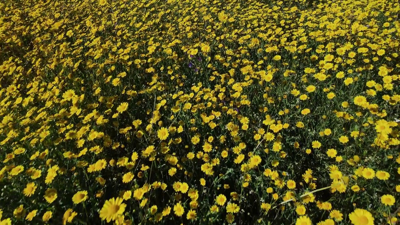 近距离无人机拍摄的黄色野花。草地:春天或初夏草地上铺满黄色野花的地毯4K分辨率无人机视频视频素材