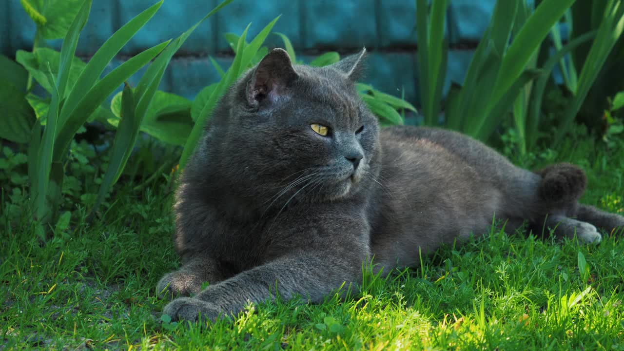 草里的猫视频下载