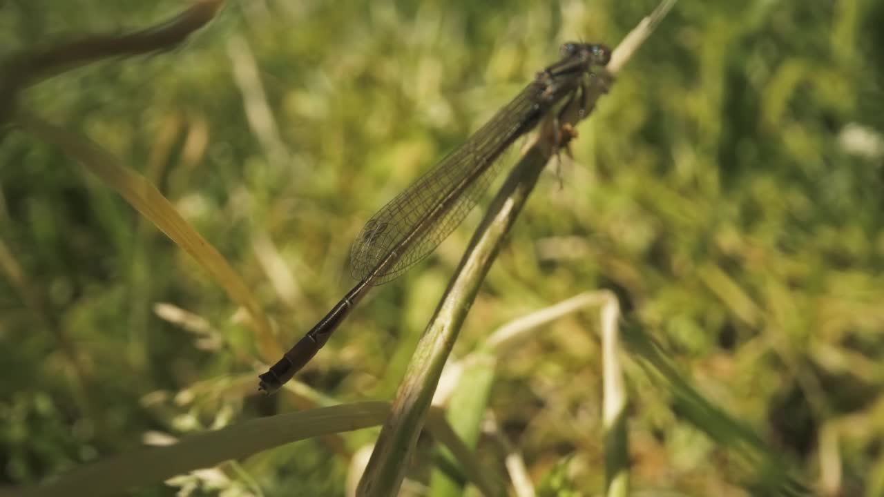 一只蜻蜓还在抓着树枝视频素材