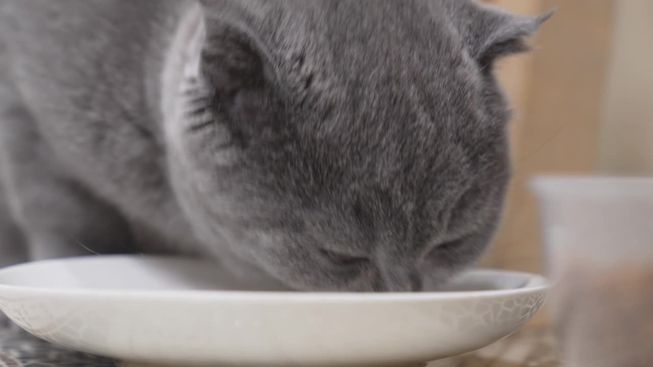 一只可爱又有趣的英国短毛猫小猫在吃碟子里的食物。视频素材