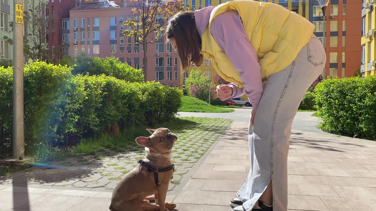 在城市公园，棕色法国斗牛犬被深情的宠物父母爱抚视频素材