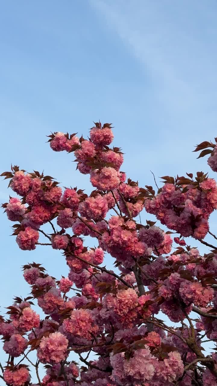 蓝天背景上的樱花树视频素材