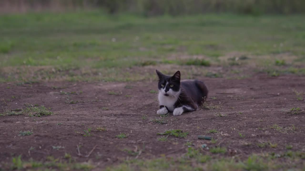 可爱的猫躺在泥土上视频素材