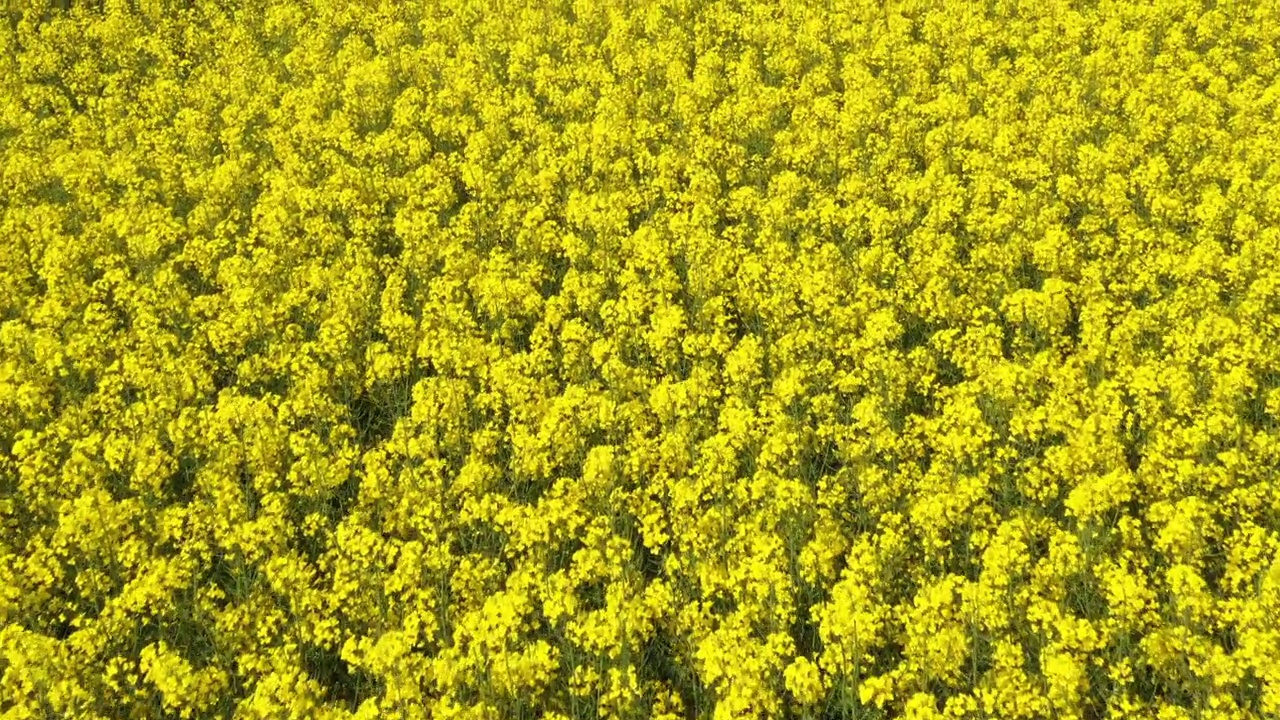 油菜田开花从无人机pov。春季大型油菜籽种植区航拍照片。视频素材