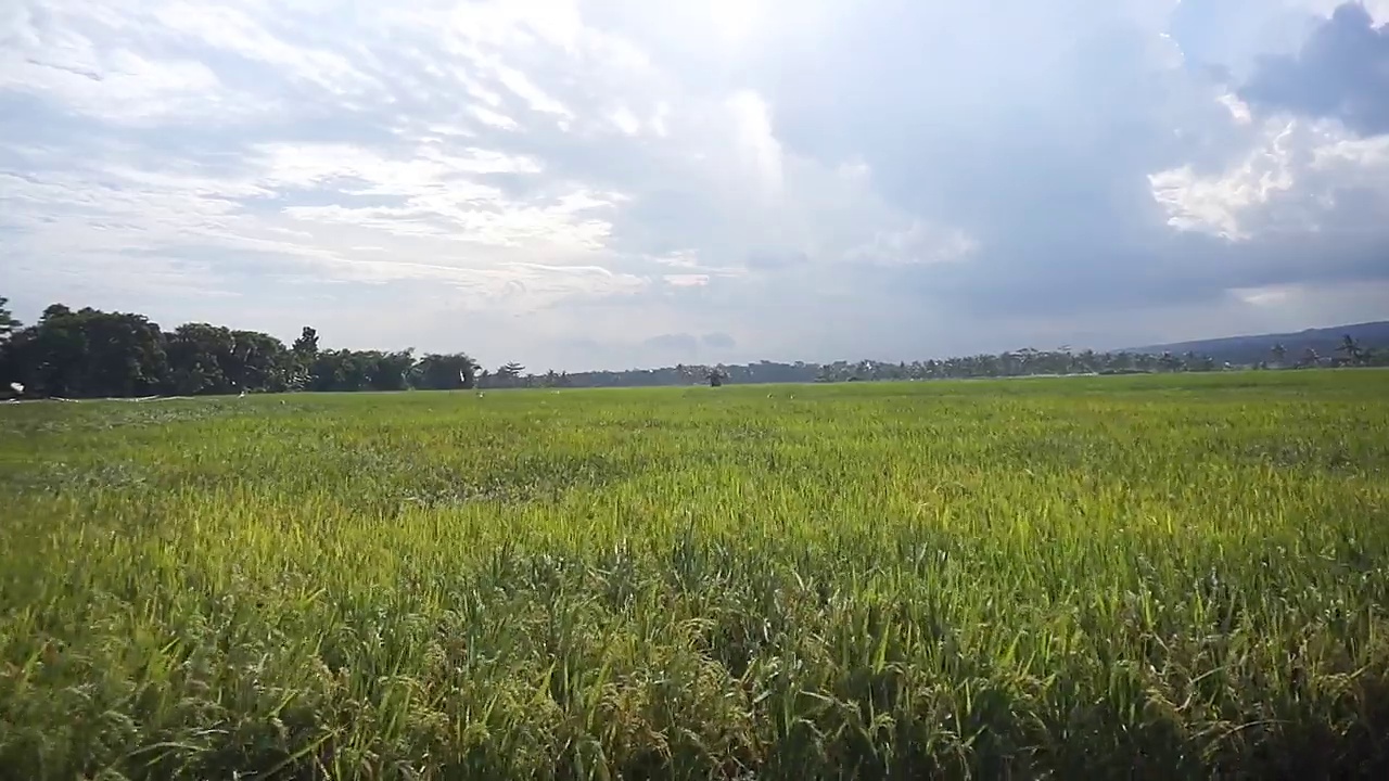 美丽的旅程，绿色的稻田与美丽的自然山景视频素材