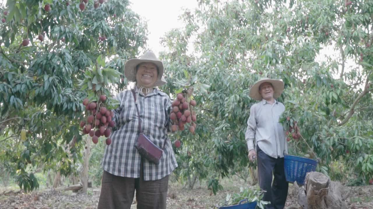 老农男女拿着刚收获的荔枝在花园里开心地笑着。视频素材