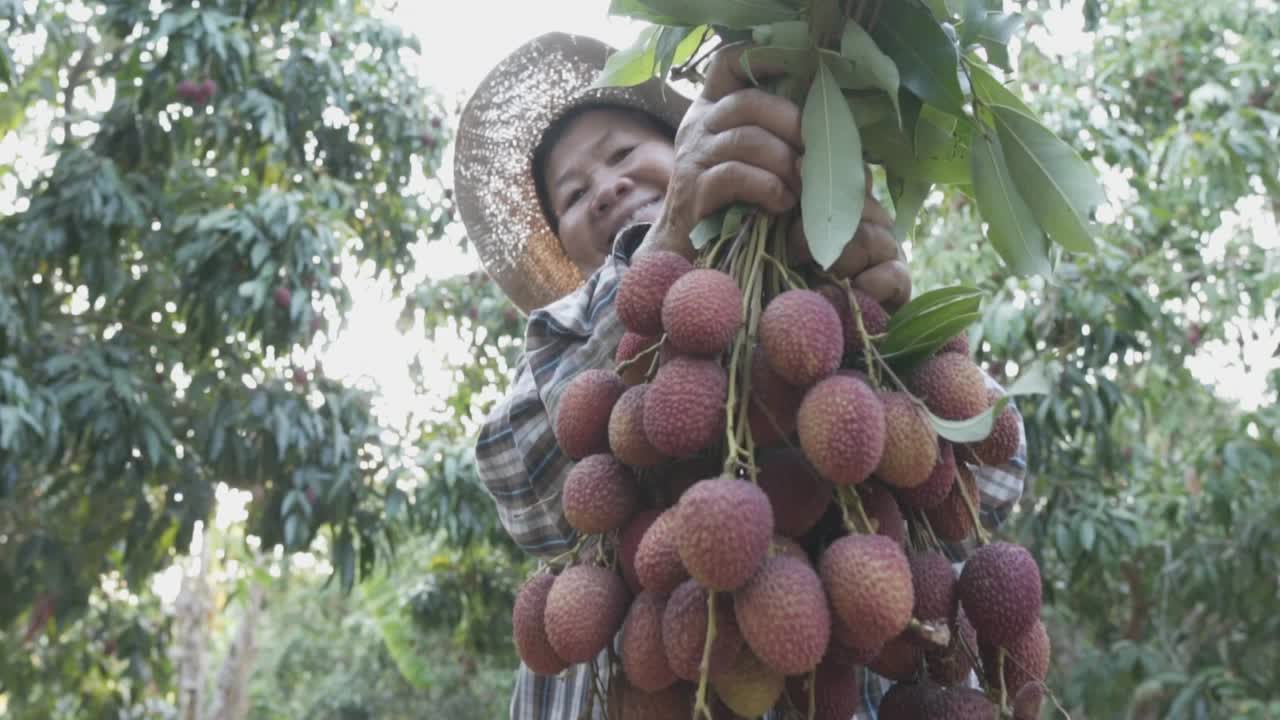 年长的女农民和女儿在花园里收获新鲜的荔枝。视频素材