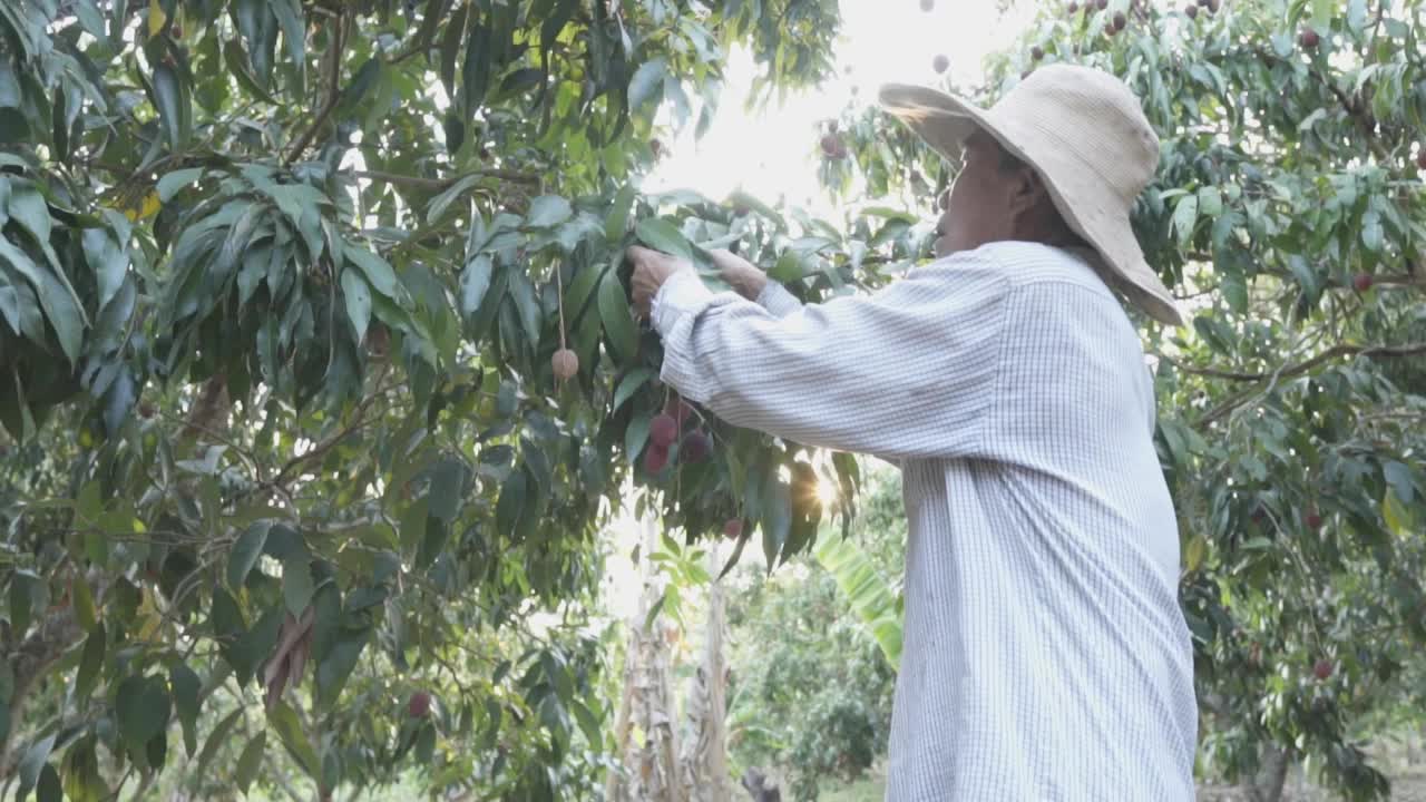 亚洲资深男性农民在果园收获新鲜的荔枝。视频素材