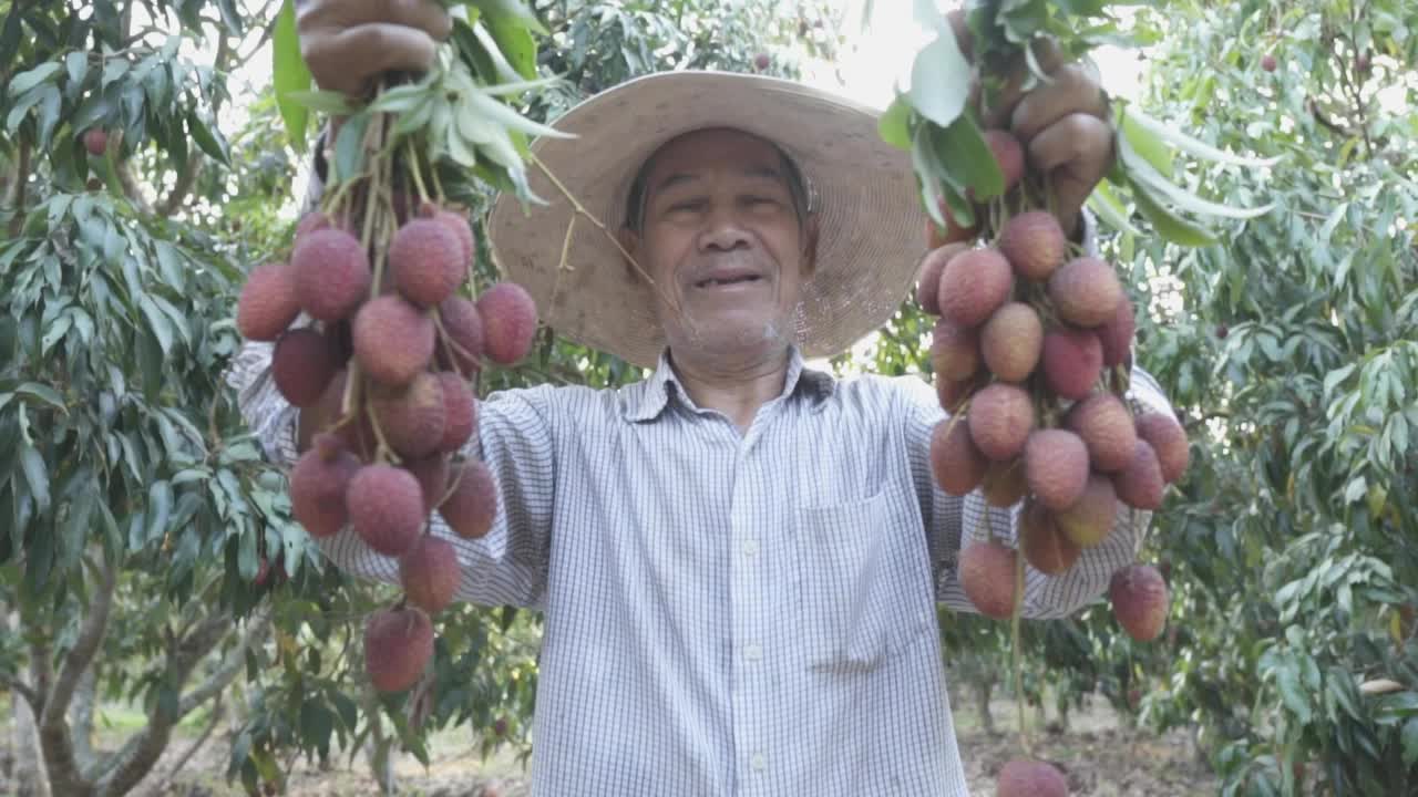 亚洲资深男性农民在果园收获新鲜的荔枝。视频素材