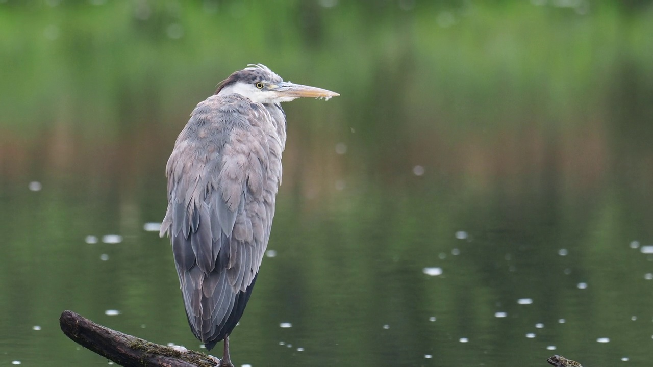 在英国湖区安布尔赛德，一只灰色苍鹭，Ardea cinerea。视频素材