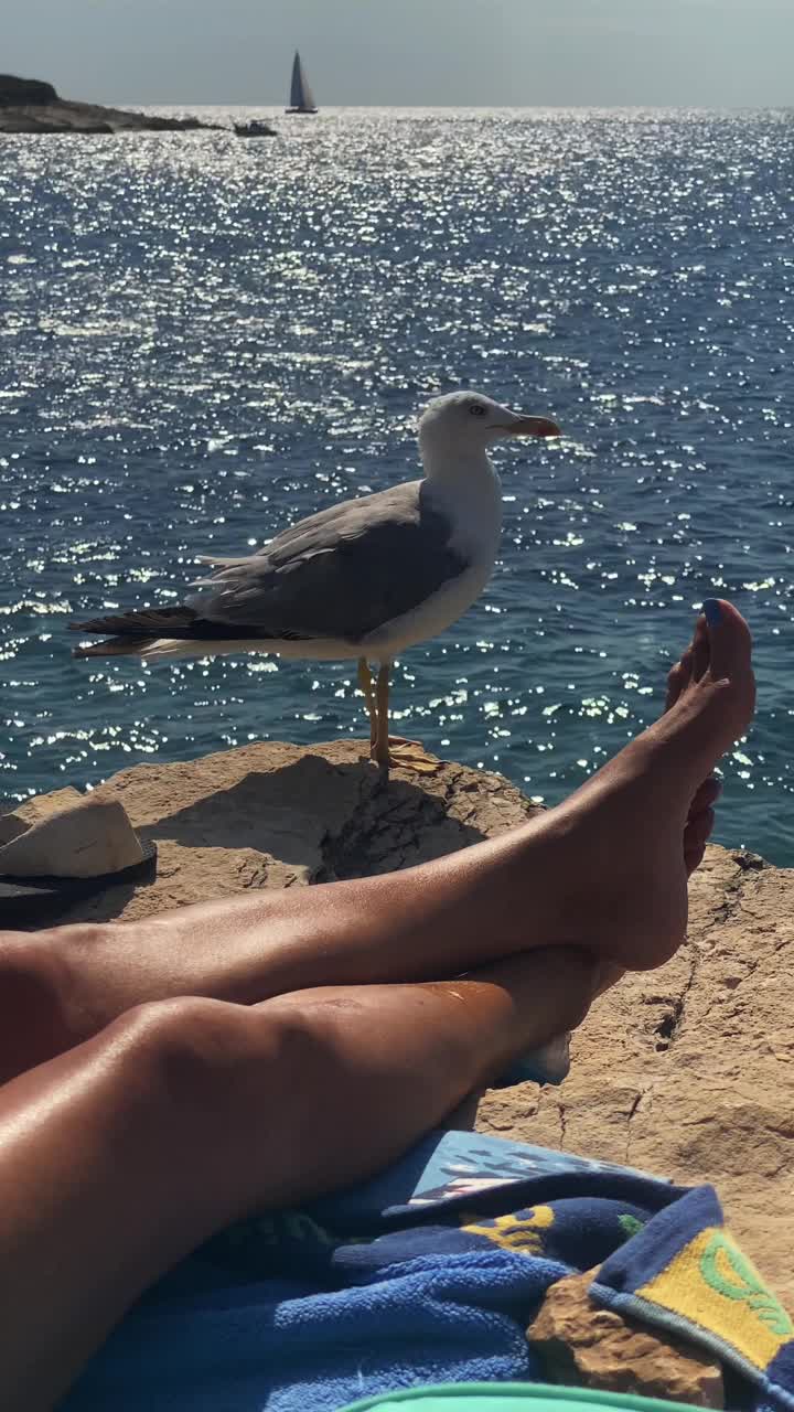 海鸥在悬崖上休息，旁边的雌性腿在晒太阳视频素材