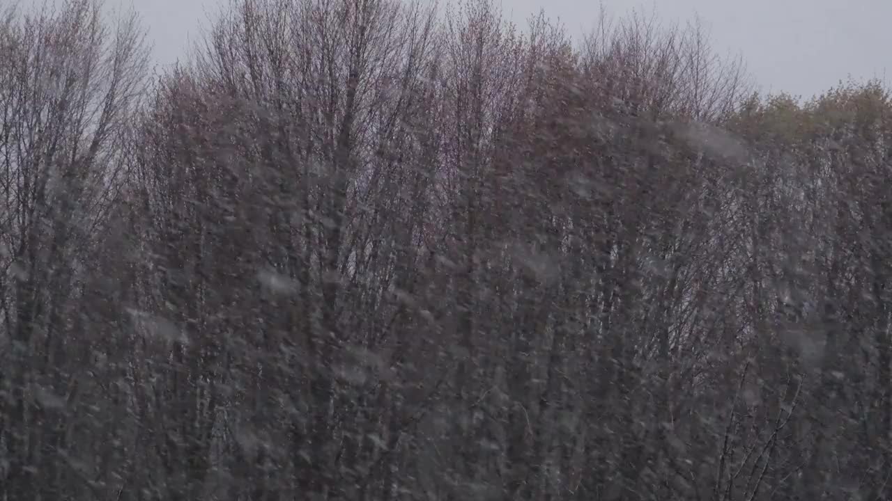 森林景观降雪图像。视频下载