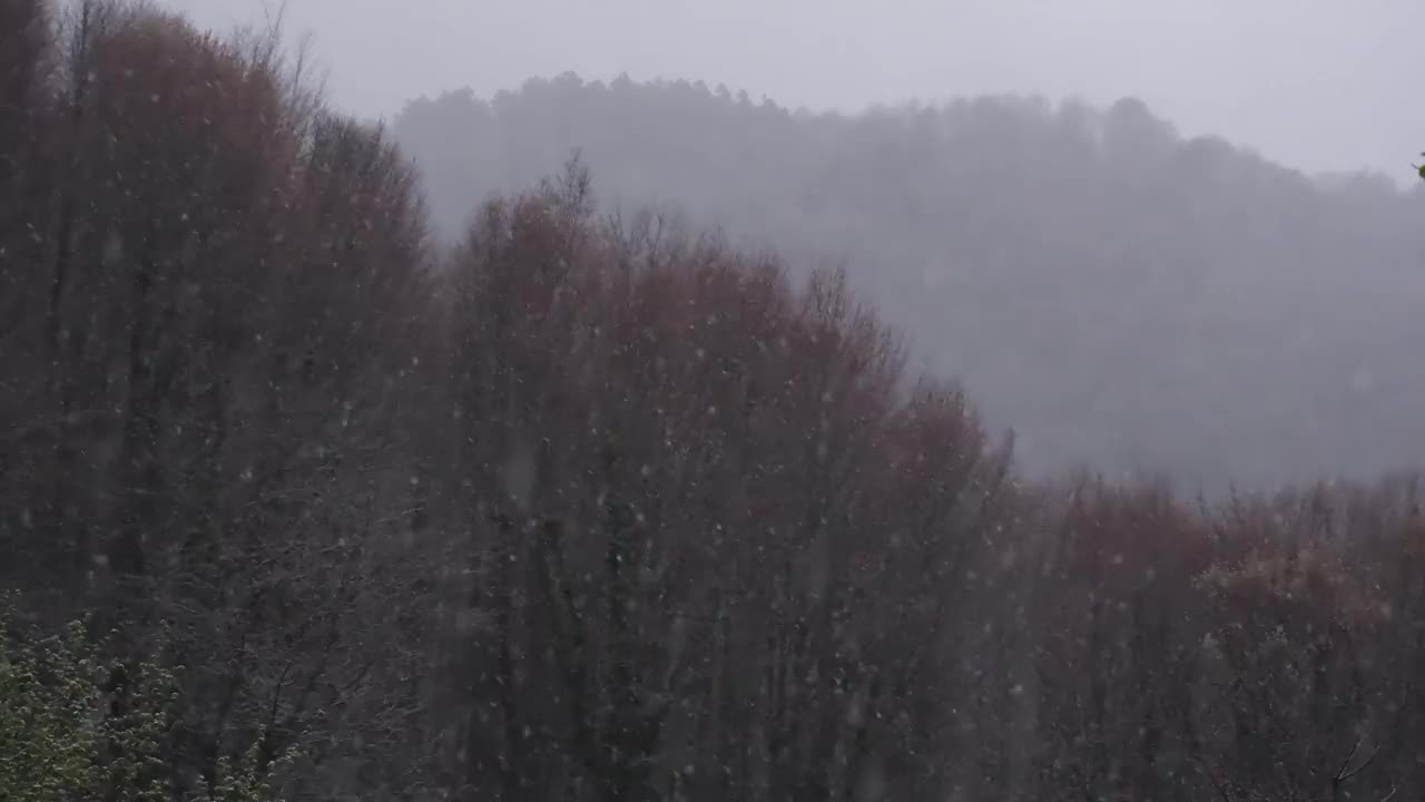 森林景观降雪图像。视频素材