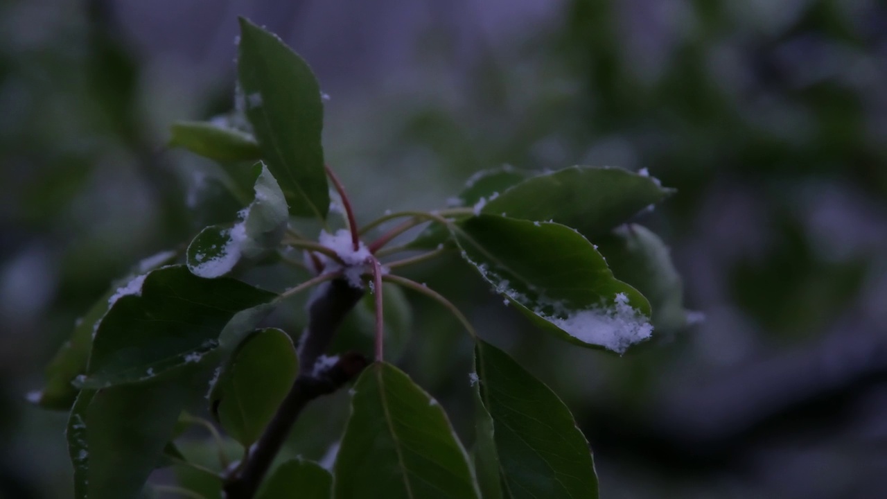 白雪覆盖的树叶近景摄影。视频下载